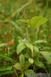 Photo: Trientalis europaea 5. Photo: Trientalis europaea 5.