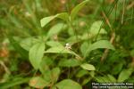 Photo: Trientalis europaea 6. Photo: Trientalis europaea 6.