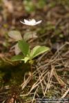 Photo: Trientalis europaea 7. Photo: Trientalis europaea 7.